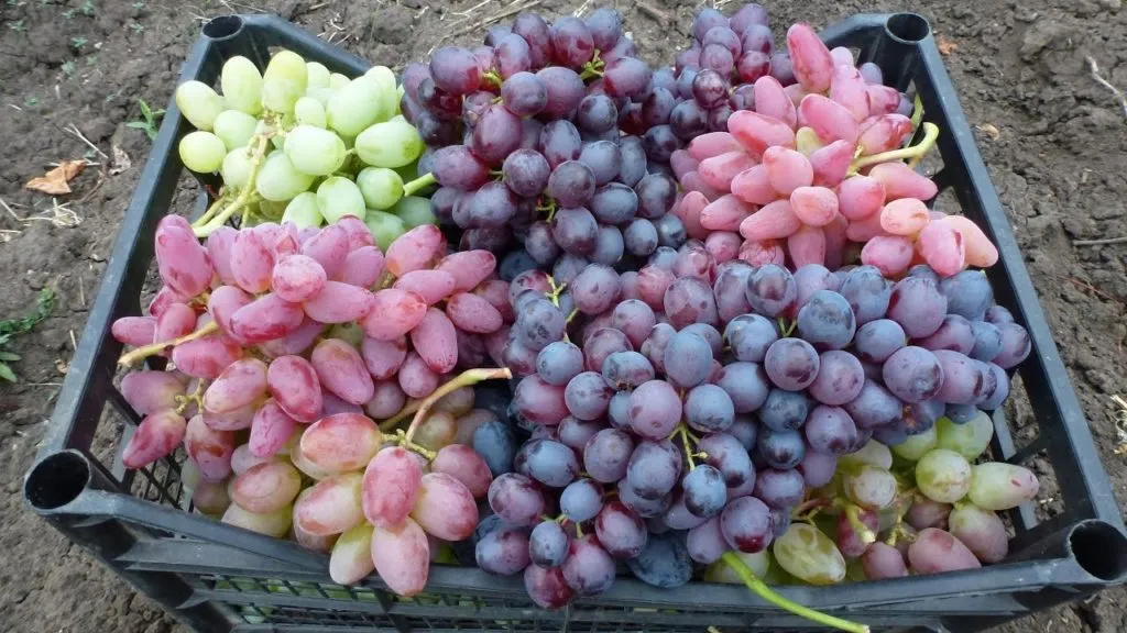 продаем оптом виноград от производителя в Новосибирске