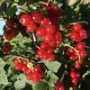 ягода красная смородина ирга крыжовник в Бердске 4