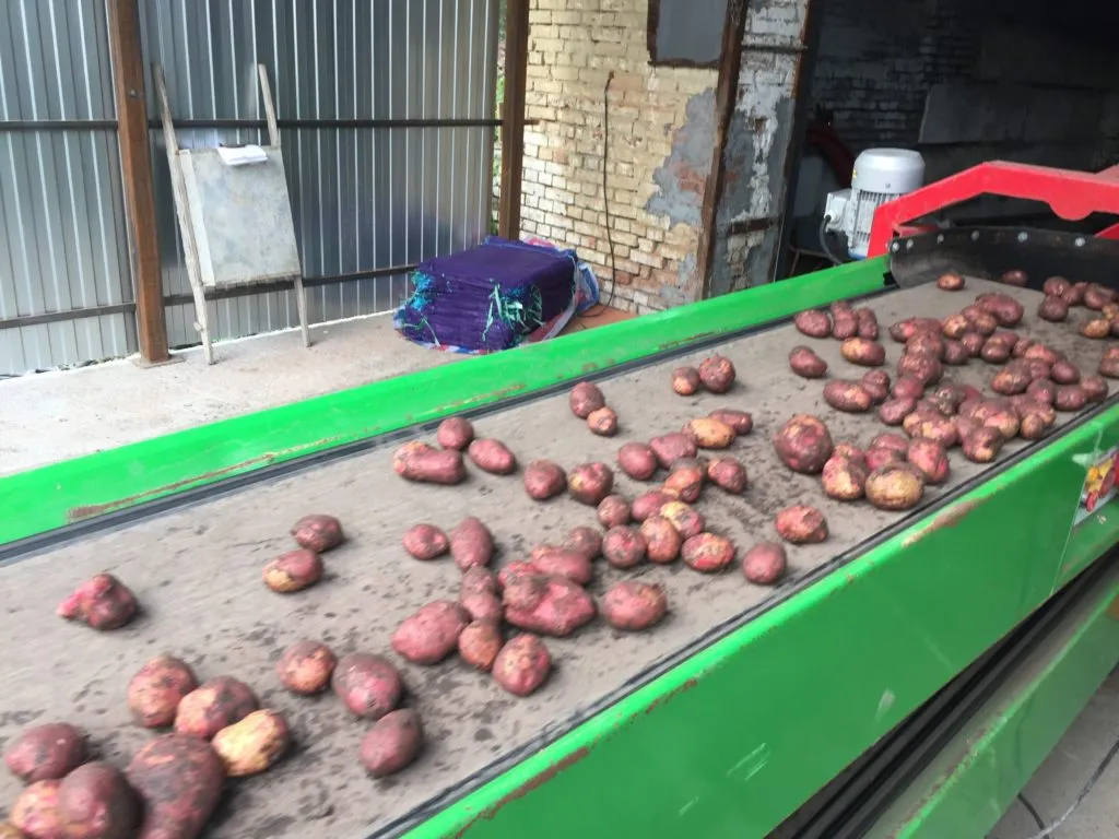 картофель  (фермерский) в Новосибирске 4