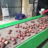 картофель  (фермерский) в Новосибирске 4