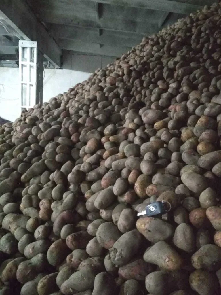 картофель  (фермерский) в Новосибирске 2