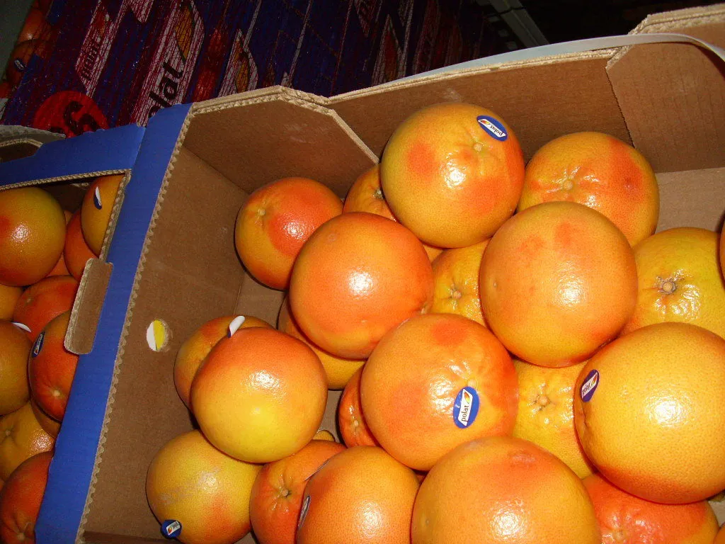 грейпфрут сорта Дункан  в Новосибирске