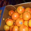 грейпфрут сорта Дункан  в Новосибирске