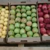 продажа оптом яблок Кристин с доставкой  в Новосибирске