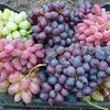 продаем оптом виноград от производителя в Новосибирске