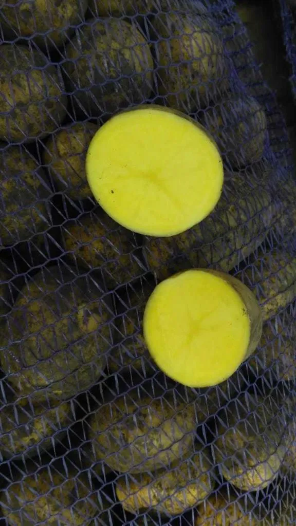 картофель Гала крупный калибр от 5см в Новосибирске