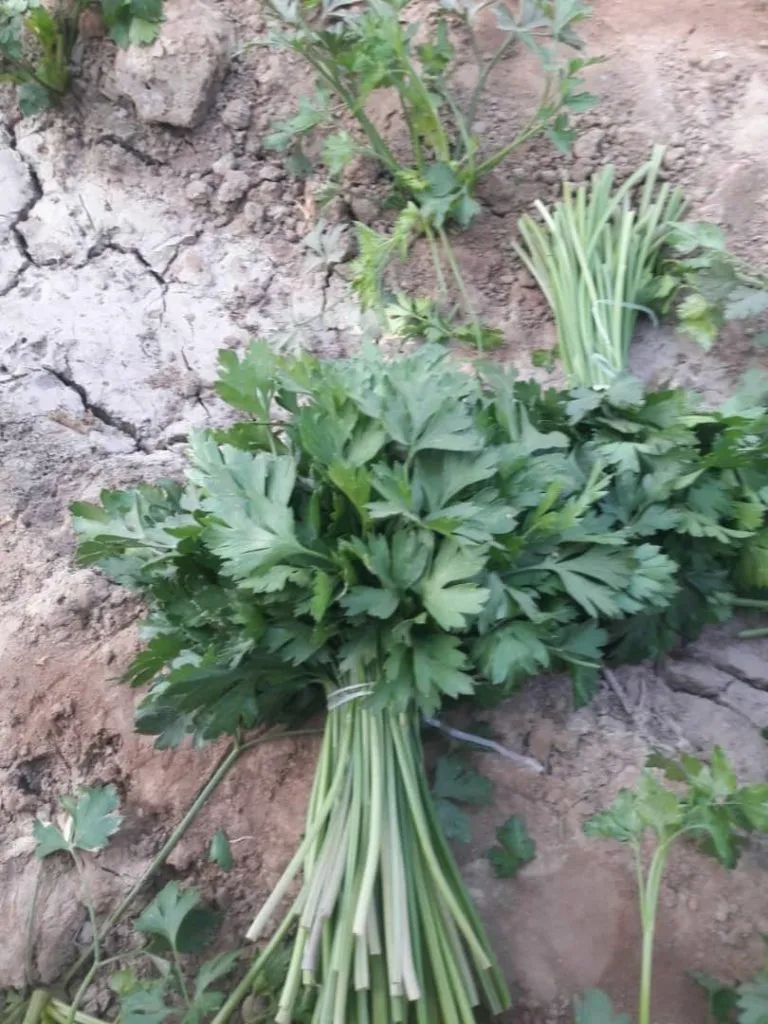овощи оптом, урожай 2020  в Новосибирске 4